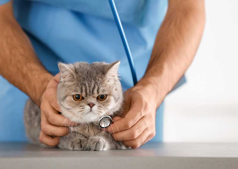 Carousel Slide 2: Cat veterinary care