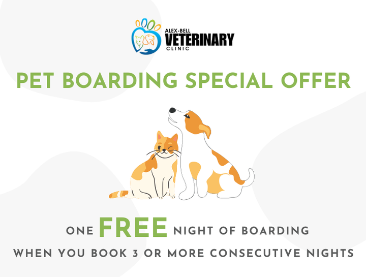 $City pet boarding